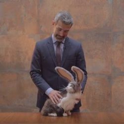 Gatinho protagoniza comercial e provoca campanha de ajuda aos animais