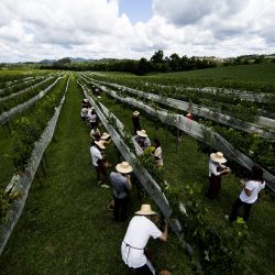Vinicola Legado