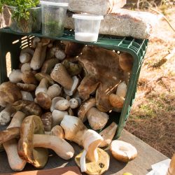 Caçada aos Cogumelos Selvagens