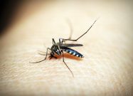 mosquito-1548947_1280 (1)