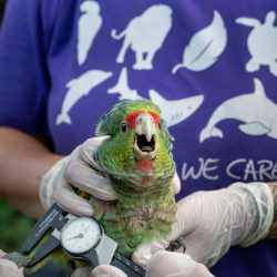 SPVS e Loro parque_Zig Koch