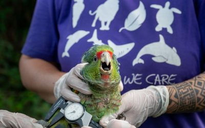 SPVS e Fundação Loroparque lançam mini documentário sobre importância da conservação do papagaio-de-peito-roxo
