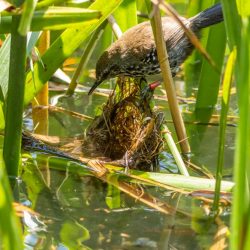 Dos brejos do litoral paranaense, em Guaratuba, para o mundo. A operação gigantesca para salvar uma pequenina e delicada ave da extinção conquistou os jurados de dois dos principais festivais de cinema de natureza do mundo. O documentário “O Bicudinho-do-brejo”, dirigido pelo documentarista paranaense Gabriel Marchi, foi campeão da categoria de filme para redes sociais no Frome International Climate Film Festival, da Inglaterra, e selecionado em outros dois festivais do circuito europeu. A obra destaca as belezas da Mata Atlântica do Estado do Paraná e a importância da pesquisa científica para salvar espécies ameaçadas de extinção como o bicudinho-do-brejo (Formicivora acustirostris). No festival inglês, o documentário foi campeão na categoria “Best Social Media Film”, que reconhece as melhores produções audiovisuais para redes sociais. A obra concorreu com mais 800 filmes, e foi o campeão dentre os 300 selecionados de 47 países diferentes. O documentário também foi finalista no XII VAASA Wildlife Film Festival, na categoria “NewCommer”, na qual concorrem cineastas que estão participando pela primeira vez da mostra. O festival finlandês recebeu 727 inscritos, destes, 200, de 87 países, foram selecionados. O documentário também está concorrendo a outros festivais, como o XXVIII TV Ecological Film Festival “To Save e Preserve” e XIII KinoFestival “Light of the World”, ambos da Rússia, e o Eco Screen Fest, de Portugal. O documentário De acordo com Gabriel Marchi, documentarista de natureza e diretor do filme, originalmente, o “O Bicudinho-do-brejo”, foi produzido como um episódio da 3ª temporada da websérie “Histórias da Grande Reserva Mata Atlântica”, uma realização da Grande Reserva Mata Atlântica – iniciativa não governamental e sem fins lucrativos focada no desenvolvimento do maior e mais bem preservado contínuo de Mata Atlântica como destino de turismo de natureza nacional e internacional. “Este episódio é sobre conservação, mas também é sobre uma história de amor pela espécie e pelo litoral do Paraná, especialmente essa área de Guaratuba onde o bicudinho-do-brejo é encontrado. A obra retrata pessoas que dedicaram e dedicam as suas vidas para salvar essa espécie que é tão especial e ameaçada ao mesmo tempo. Por isso, o filme, desde a sua concepção até a edição, teve uma grande responsabilidade, carinho e cuidado para ser fiel a essa história, encantar, emocionar e, ao mesmo tempo, alertar”, explica Marchi. O documentário mostra o trabalho intenso de pesquisadores do Projeto Bicudinho-do-brejo que correm contra o tempo transportando os ovos frágeis deste passarinho para salvá-los das cheias no brejo que alagam os ninhos e garantir a troca genética entre as populações. Mudanças climáticas e visibilidade da Mata Atlântica Marchi frisa que as premiações vieram em um momento importante, chamando a atenção para os efeitos das mudanças climáticas. “No início deste ano, voltei no local onde os bicudinhos fazem ninho e fiquei profundamente tocado ao ver que praticamente todos os ninhos foram alagados, ou seja, quase nenhum filhote sobreviveu. O excesso de chuvas afetou o nível do mar, que alagou os brejos para além da altura onde os bicudinhos fazem os ninhos. Nesse contexto, podemos entender essas aves como sentinelas, se aconteceu com elas, vai acontecer com a gente”, lamenta o diretor. O coordenador da Grande Reserva Mata Atlântica, Ricardo Borges, diz que o mundo está com os olhos voltados para o Brasil, e que a visibilidade que o documentário traz é importante para reforçar o potencial do país como protagonista na mitigação das mudanças climáticas. “A websérie pela qual o documentário “O Bicudinho-do-brejo” faz parte, é uma celebração de iniciativas, soluções e bons exemplos de conservação da Mata Atlântica, caminhos possíveis e o potencial do bioma no desenvolvimento sustentável do país e na contribuição de metas globais, como a mitigação das mudanças climáticas. Ficamos muito felizes e esperançosos com a visibilidade que as premiações que o documentário recebeu dará à Mata Atlântica pelo mundo, esperamos que as pessoas vejam o bioma não só como um destino de turismo de natureza, mas como uma solução para o futuro”, finaliza. O episódio que deu origem ao documentário, e a websérie completa, pode ser assistido no canal do Youtube da Grande Reserva Mata Atlântica, disponível clicando aqui. Ficha técnica do documentário Direção/Roteiro/Cinematografia/Edição: Gabriel Marchi Produção Local: Ricardo Borges Assistente de Produção: Samantha Carvalho Locução: Marianna Grecca Sobre a Grande Reserva Mata Atlântica Gabriel Marchi_3
