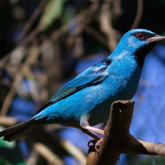 Sai-azul-Reginaldo-Ferreira