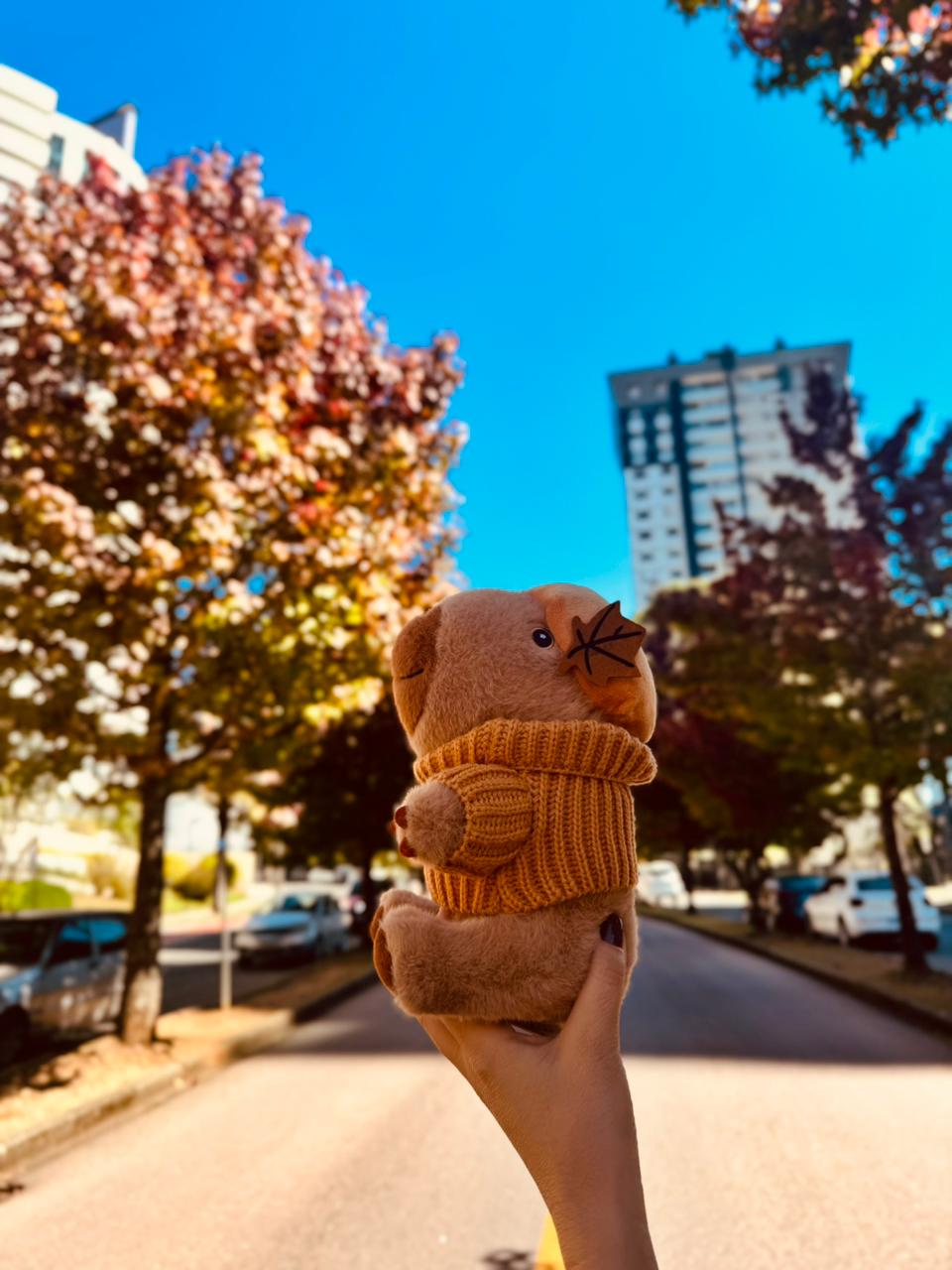 Capi na rua de outono (1)