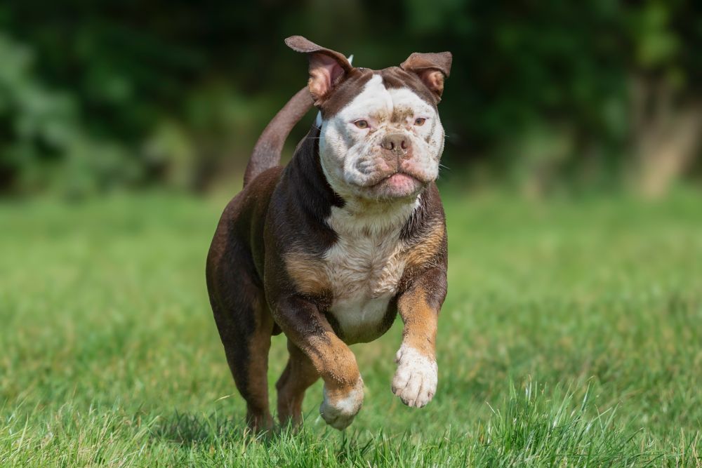 Hospital Veterinário reforça importância da vacinação em dia em pets